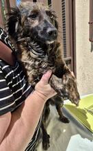 MAJA, Hund, Mischlingshund in Rumänien - Bild 6
