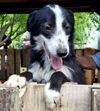 ELMO, Hund, Mischlingshund in Rumänien - Bild 11