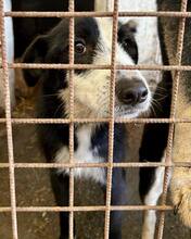ELMO, Hund, Mischlingshund in Rumänien - Bild 7