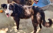 ELMO, Hund, Mischlingshund in Rumänien - Bild 9