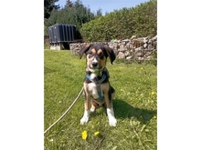 SAM, Hund, Mischlingshund in Königsee-Rottenbach