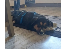 SAM, Hund, Mischlingshund in Königsee-Rottenbach - Bild 2