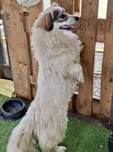 DAKOTA, Hund, Mischlingshund in Rumänien - Bild 1