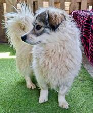 DAKOTA, Hund, Mischlingshund in Rumänien - Bild 11