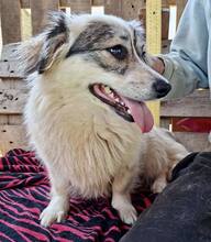 DAKOTA, Hund, Mischlingshund in Rumänien - Bild 12