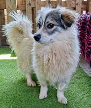 DAKOTA, Hund, Mischlingshund in Rumänien - Bild 13