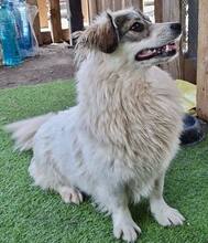 DAKOTA, Hund, Mischlingshund in Rumänien - Bild 2