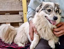 DAKOTA, Hund, Mischlingshund in Rumänien - Bild 8