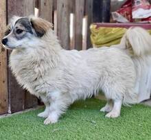 DAKOTA, Hund, Mischlingshund in Rumänien - Bild 9