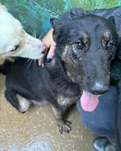 ZOE, Hund, Mischlingshund in Wuppertal - Bild 1