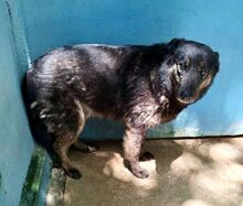 ZOE, Hund, Mischlingshund in Wuppertal - Bild 2