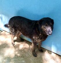 ZOE, Hund, Mischlingshund in Wuppertal - Bild 3