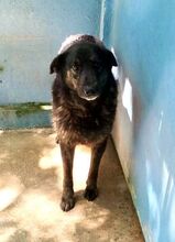 ZOE, Hund, Mischlingshund in Wuppertal - Bild 4