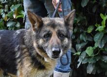 NABILAH, Hund, Deutscher Schäferhund-Mix in Italien - Bild 1