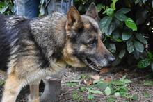NABILAH, Hund, Deutscher Schäferhund-Mix in Italien - Bild 11