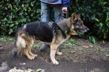 NABILAH, Hund, Deutscher Schäferhund-Mix in Italien - Bild 12