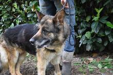 NABILAH, Hund, Deutscher Schäferhund-Mix in Italien - Bild 13