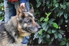 NABILAH, Hund, Deutscher Schäferhund-Mix in Italien - Bild 14