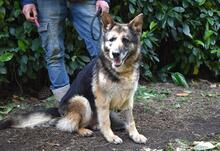 NABILAH, Hund, Deutscher Schäferhund-Mix in Italien - Bild 2