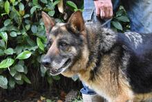NABILAH, Hund, Deutscher Schäferhund-Mix in Italien - Bild 3