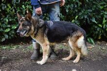 NABILAH, Hund, Deutscher Schäferhund-Mix in Italien - Bild 4