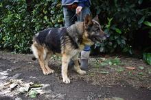 NABILAH, Hund, Deutscher Schäferhund-Mix in Italien - Bild 5