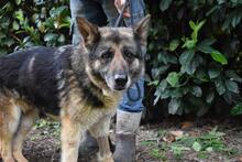 NABILAH, Hund, Deutscher Schäferhund-Mix in Italien - Bild 6