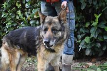 NABILAH, Hund, Deutscher Schäferhund-Mix in Italien - Bild 7
