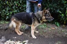 NABILAH, Hund, Deutscher Schäferhund-Mix in Italien - Bild 8