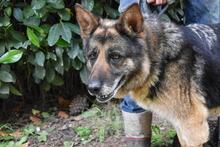 NABILAH, Hund, Deutscher Schäferhund-Mix in Italien - Bild 9