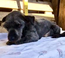 LEO, Hund, Mischlingshund in Rumänien - Bild 10