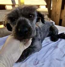 LEO, Hund, Mischlingshund in Rumänien - Bild 11