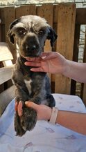 LEO, Hund, Mischlingshund in Rumänien - Bild 12