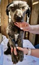 LEO, Hund, Mischlingshund in Rumänien - Bild 15