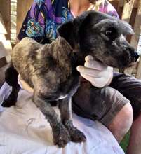 LEO, Hund, Mischlingshund in Rumänien - Bild 2