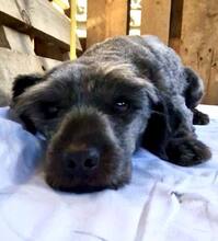LEO, Hund, Mischlingshund in Rumänien - Bild 3