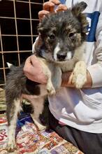 SUSE, Hund, Mischlingshund in Rumänien - Bild 10