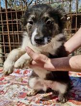 SUSE, Hund, Mischlingshund in Rumänien - Bild 13
