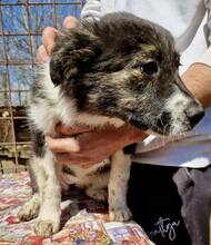 SUSE, Hund, Mischlingshund in Rumänien - Bild 15