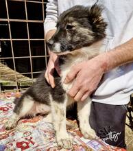 SUSE, Hund, Mischlingshund in Rumänien - Bild 2