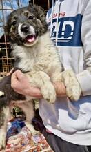 SUSE, Hund, Mischlingshund in Rumänien - Bild 5