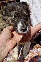 SUSE, Hund, Mischlingshund in Rumänien - Bild 6