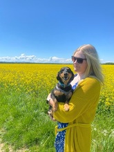 CARMEN, Hund, Dackel-Mix in Unterhaching
