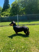 CARMEN, Hund, Dackel-Mix in Unterhaching - Bild 2