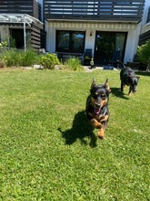 CARMEN, Hund, Dackel-Mix in Unterhaching - Bild 3