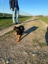 CARMEN, Hund, Dackel-Mix in Unterhaching - Bild 4