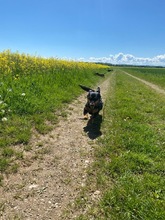 CARMEN, Hund, Dackel-Mix in Unterhaching - Bild 5
