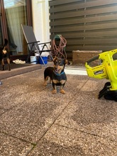 CARMEN, Hund, Dackel-Mix in Unterhaching - Bild 6