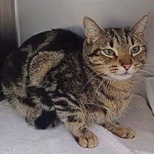 DAISI, Katze, Europäisch Kurzhaar in Spanien