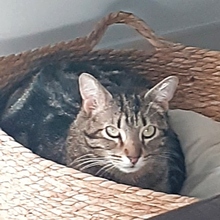 DAISI, Katze, Europäisch Kurzhaar in Spanien - Bild 2